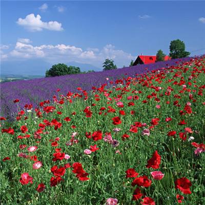 安博体育的最新版本下载手机版